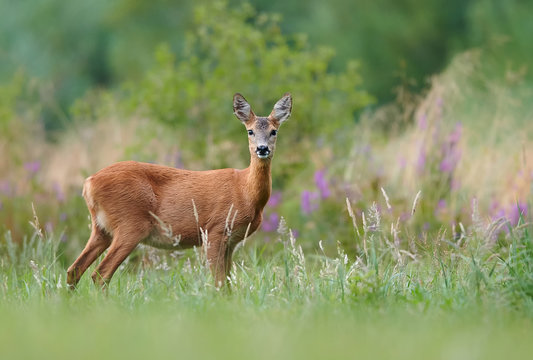 Roe deer (Capreolus capreolus) female