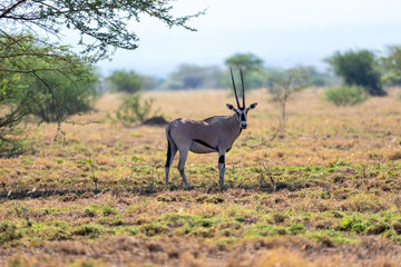 East African oryx, Oryx beisa or Beisa, in the Awash National Park in Ethiopia.