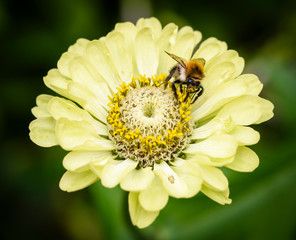 Common zinnia or elegant zinnia (Zinnia elegans) in garden, Some flower have bee