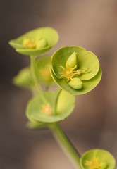 Euphorbia helioscopia the sun spurge is a very common plant in Andalusia with intense green color...