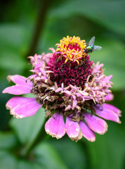 Common zinnia or elegant zinnia (Zinnia elegans) in garden, Some flower have bee