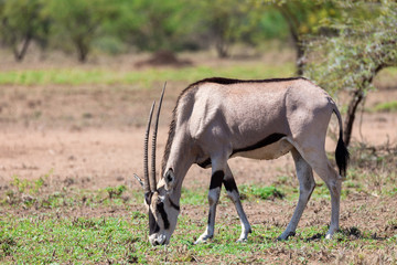 East African oryx, Oryx beisa or Beisa, in the Awash National Park in Ethiopia.