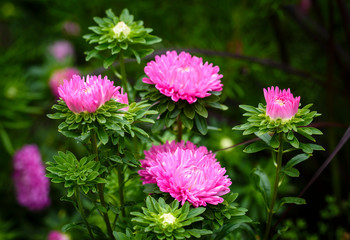 Common zinnia or elegant zinnia (Zinnia elegans) in garden, Some flower have bee