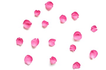 In selective focus a pile of sweet pinkrose corollas with softly style on white isolated background