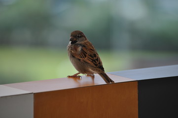 The beautiful bird sparrow in the environment