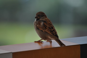 The beautiful bird sparrow in the environment