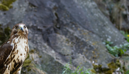 bird of prey, space for text, hawk