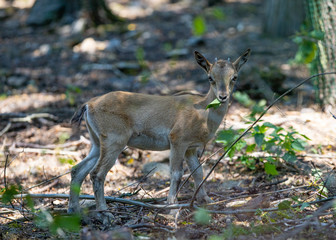 deer in the forest, young 
