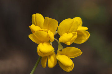 Coronilla glauca leguminous shrub-like with beautiful armored green leaves and flowers of intense yellow color