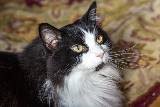 Black and White Cat