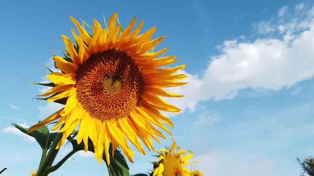 Abeille butinant dans un champ de tournesols