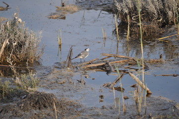 The beautiful bird white wagtail (Motacilla alba) in the natural environment