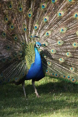 Obraz premium proud peacock with feathers out