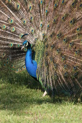 Fototapeta premium proud peacock with feathers out
