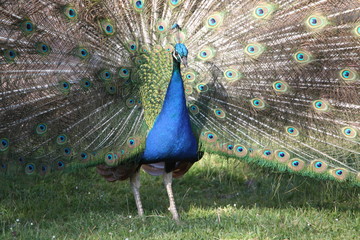 proud peacock with feathers out