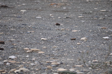 The beautiful bird white wagtail (Motacilla alba) in the natural environment