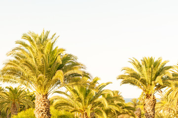 Palm leaves on sky background