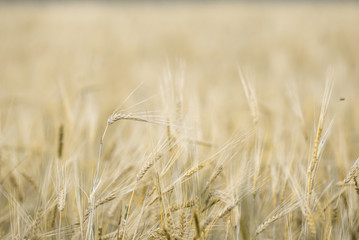 ears of ripe wheat. Wheat field background. With free space for inscriptions.blurred background