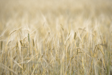 ears of ripe wheat. Wheat field background. With free space for inscriptions.blurred background
