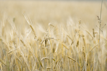 ears of ripe wheat. Wheat field background. With free space for inscriptions.blurred background