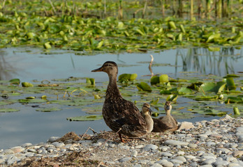 Mallard Duck and ducklings