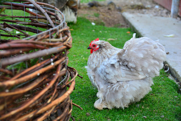 Breed of decorative chicken. thoroughbred chicken close-up on a green meadow. Organic farming, grazing birds. Agriculture.