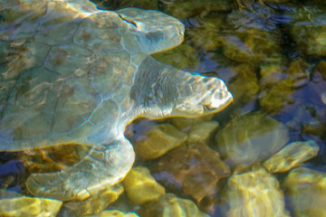 Close up of albino sea turtle. White sea turtle swimming in clear water