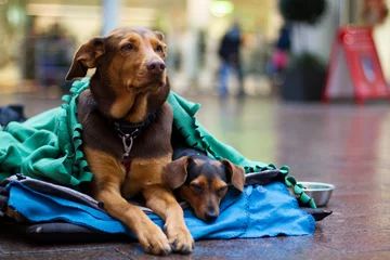 two dogs of a homeless/poor person in the city centre © Felix Busse Phtgrphy
