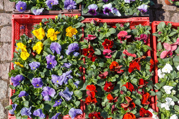 Spring flowers pansies in boxes at an outdoor flower market