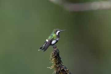 Fototapeta na wymiar The Green thorntail Discosura conversii is sitting on the flower prepared to drink the nectar, amazing colored hummingbird, amazing picturesque green background..