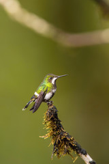 The Green thorntail Discosura conversii is sitting on the flower prepared to drink the nectar, amazing colored hummingbird, amazing picturesque green background..