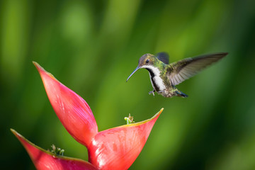 The Hummingbird is hovering and drinking the nectar from the beautiful flower in the rain forest. Flying Black-throated mango Anthracothorax nigricollis with nice colorful background.