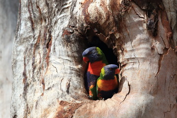 Rainbow Lorikeet, Queensland, Australia