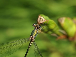 Closeup of a green magnificent dragonfly