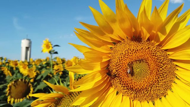 Abeille butinant dans un champ de tournesols