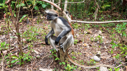 colobus monkey on a tree