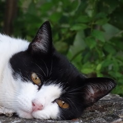 Sguardo felino!