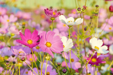 colorful cosmos flowers in the garden. beautiful floral background