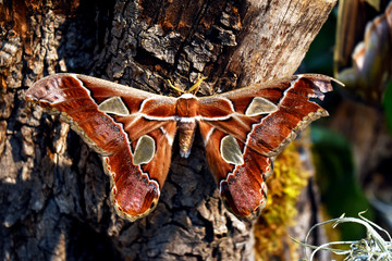 Fototapeta na wymiar Farfalle marrone su corteccia d'albero