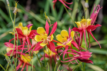 Close-up view to yellow and pale red flowers of blooming Aquilegia (common names: Granny's Bonnet or Columbine). Selective focus, shallow depth of field.