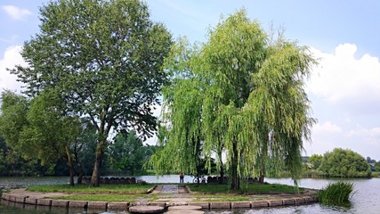 trees in the park