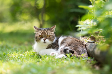 Naklejka na ściany i meble portrait of a tabby white british shorthair cat relaxing on grass outdoors in the garden looking at camera on a sunny summer day with ears folded back