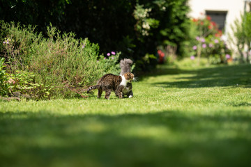 Obraz na płótnie Canvas tabby white british shorthair cat and blue tabby maine coon kitten meeting outdoors in the garden on a sunny summer day hissing