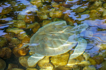 Close up of albino sea turtle. White sea turtle swimming in clear water