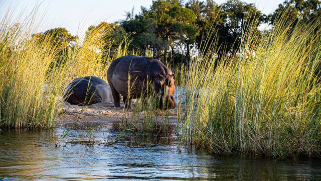 Hippopotamus on Zambezi island