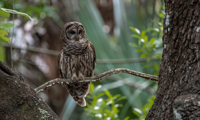 Barred Owl in the Everglades 