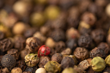 Mixed pepper background. black peppercorns and one red pea, closeup.
