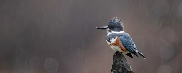  IJsvogel op een baars in de regen © Harry Collins