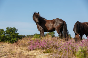 Islandpferd in der Heide