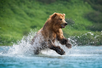 Obraz na płótnie Canvas The Kamchatka brown bear, Ursus arctos beringianus catches salmons at Kuril Lake in Kamchatka, running in the water, action picture..